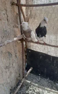 یه جفت طوقی اصل