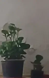 گل قاشقی