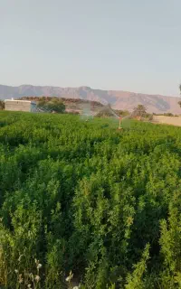 کاه  یونجه