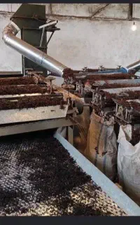بسته بندی چای خانم و اقا