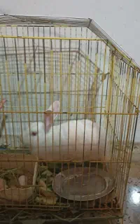 آلبوعشیره