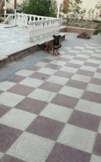 ۲سگ ژرمن