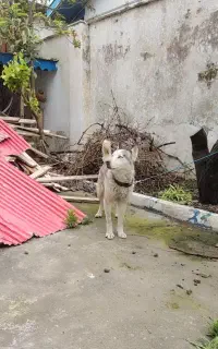 سگ هاسکی ماده