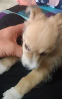 پامر میکس و ژرمن