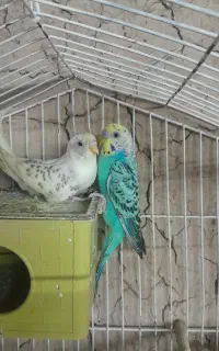 مرغ عشق