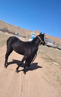کره اسب مادیان کرد۱۹ماهه