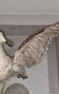 پرنده