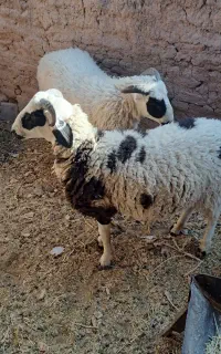 بره نر