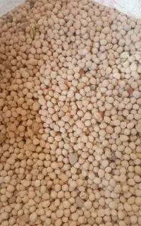 عدس سبز درشت دیم محلی