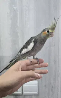 عروس هلندی نر ۳ ماهه، فول‌دستی و فوق‌العاده رام