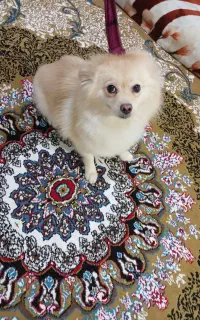 سگ پامر