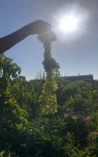 فروش انگور