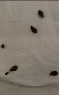 سمپاشی حشرات خارش درشب ساس.موریانه توگچ کمد چوب