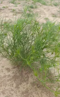 زیره سبز امسالی.