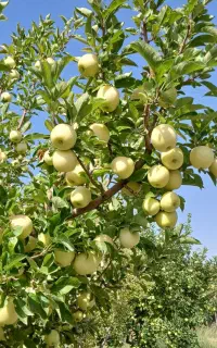 ۱۵۰تومن بیستا درخت سیب سفید درجه یک