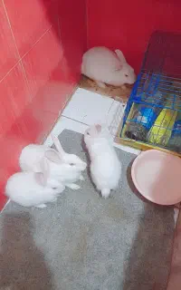 خرگوش نر ماده ویک پچه