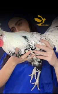 مرغ و خروس زینتی اپنزلر اپنزل اپنزیلر