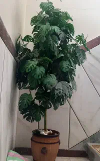 درختچه