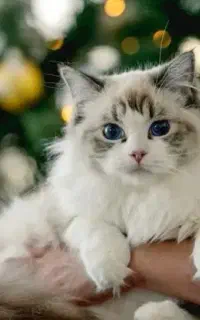 گربه نر نژاد دار کمیاب فقط جهت جفت گیری