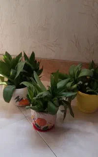 گل سانسوریا