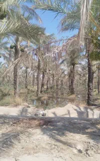 350 اصله نخل سعد آباد