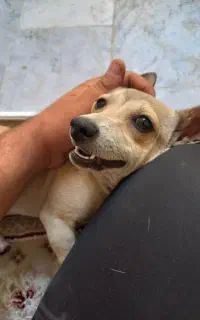 سگ پا کوتاه