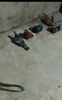 کفتر