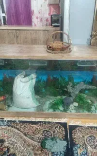 اکواریوم