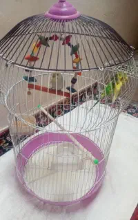 مرغ عشق با قفس