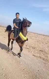 اسب کرد جفت زن