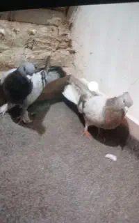 کبوتر
