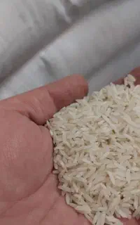 طلای سفید شمال