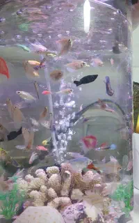 ماهی کالر ویدو