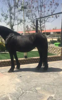 اسب خارجی فیریزین