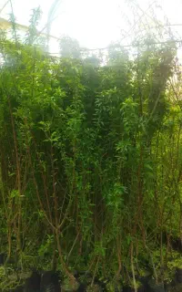 همه نمونه درخت و نهال میوه و تزینی