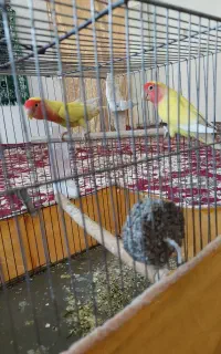 فروش کوتوله هلوی