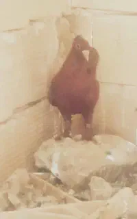 کفتر بوم