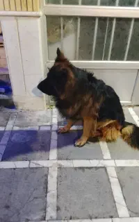 واگذاری سگ ژرمن