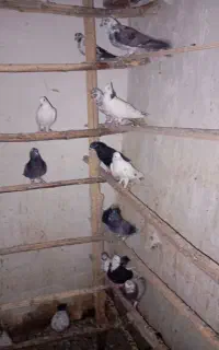 کفتر پرشی