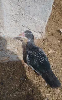 سلام سه تااردک اسراعیلی سالم سیاه نرماده