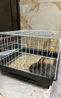 خرگوش فروشی