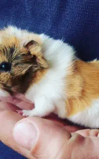 خوکچه هندی بهترین حیوون خانگی دوستداشتنی