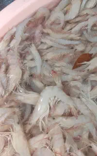 میگو درجه یک