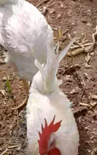 دونه ای ۸۰۰ هزارتومن
