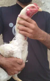 موبایل لاری تاج بادام