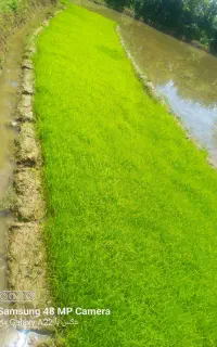 نشاء هاشمی دستی