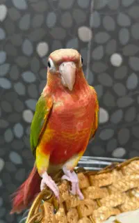 گرینچیک دستی فول سرخ فول دستی