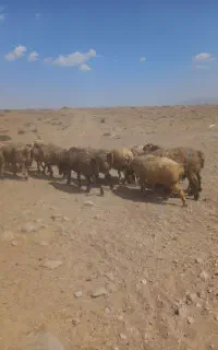 میش داشتی