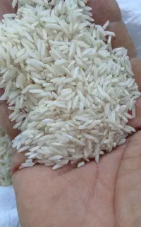 برنج هاشمی خالص محصول مزرعه شخصی