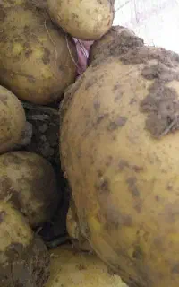 کارگر‌ برای جمع کردن سیب زمینی